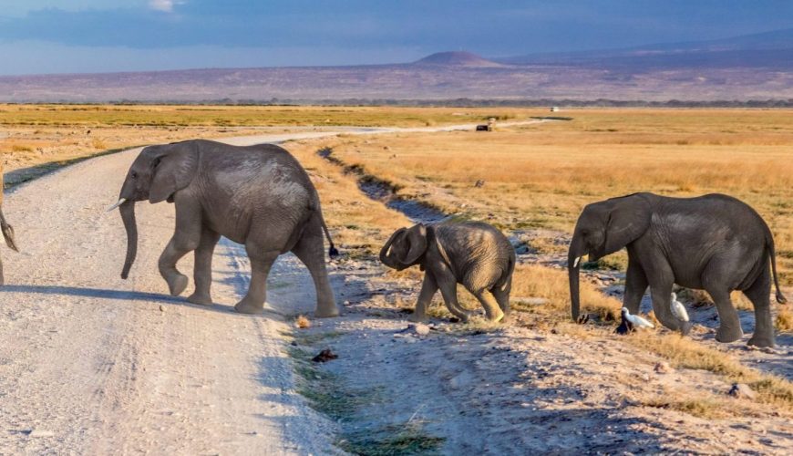 Elephants crossing the road, Amboseli, Kenya book a safari tour