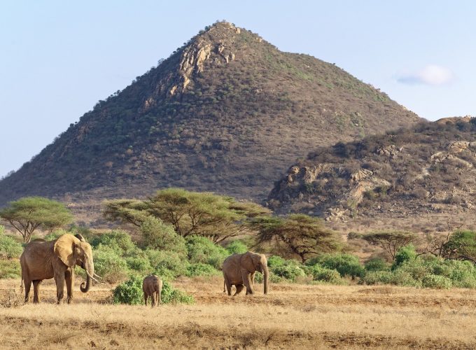 Experience the Untamed Beauty of Africa – Your Safari Adventure Awaits