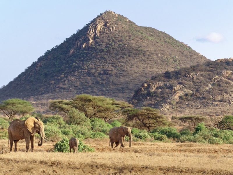 Experience the Untamed Beauty of Africa – Your Safari Adventure Awaits