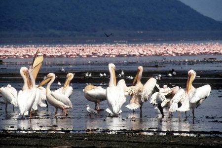 2 Day Lake Nakuru Safari