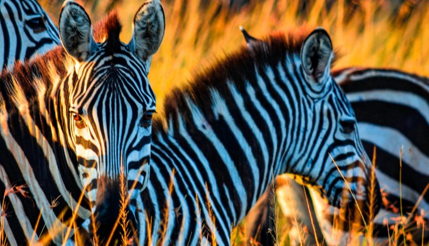 Tourism by Roller-safaris, Serengeti National Park, Zebra in Africa