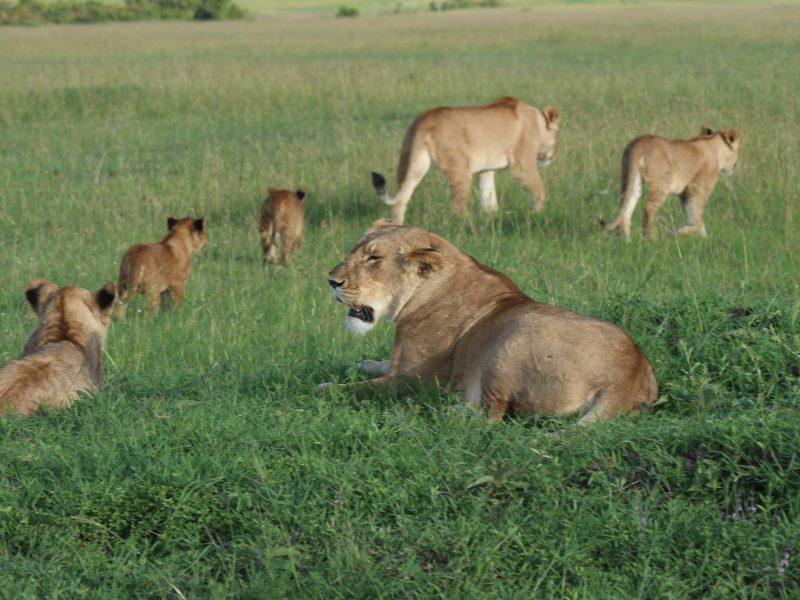 Lions in Maasai Mara