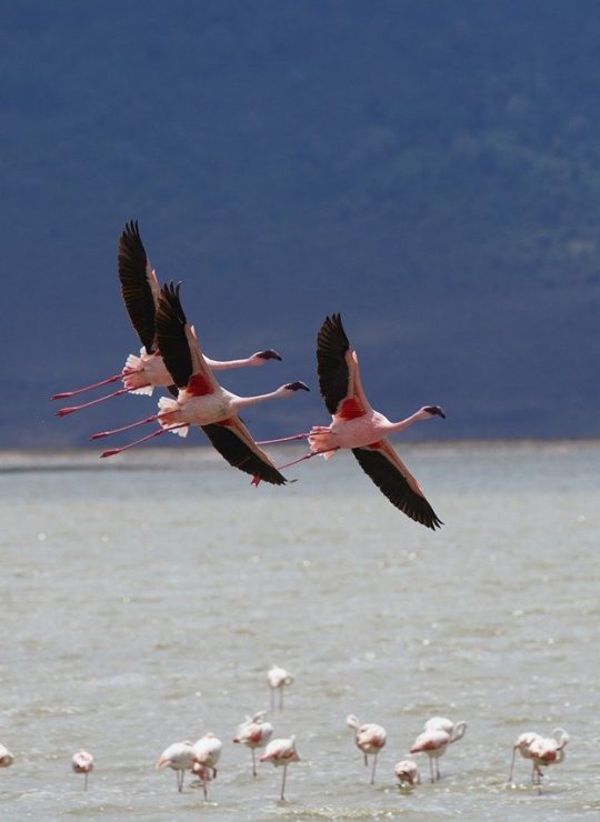 Experience the Untamed Beauty of Africa – Your Safari Adventure Awaits