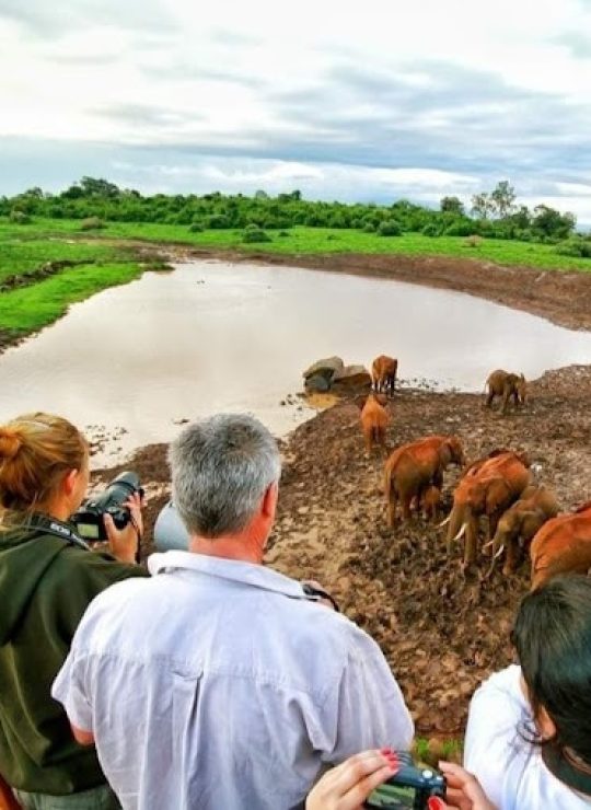 Experience the Untamed Beauty of Africa – Your Safari Adventure Awaits