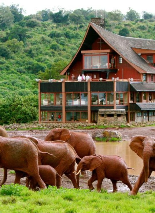 Experience the Untamed Beauty of Africa – Your Safari Adventure Awaits