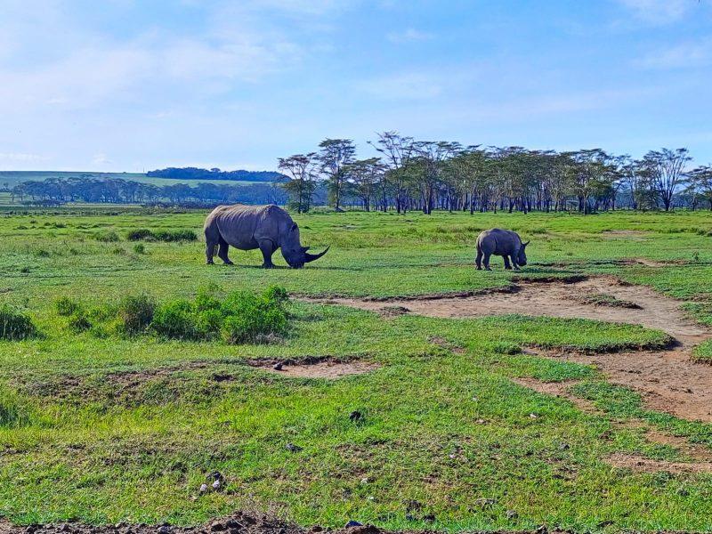 Rhinos grazing at Lake Nakuru National Park