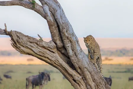 3 Day Budget Maasai Mara Safari