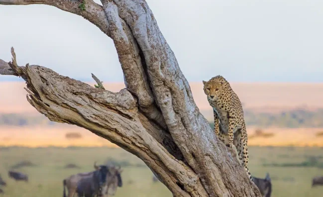 3 Day Budget Maasai Mara Safari
