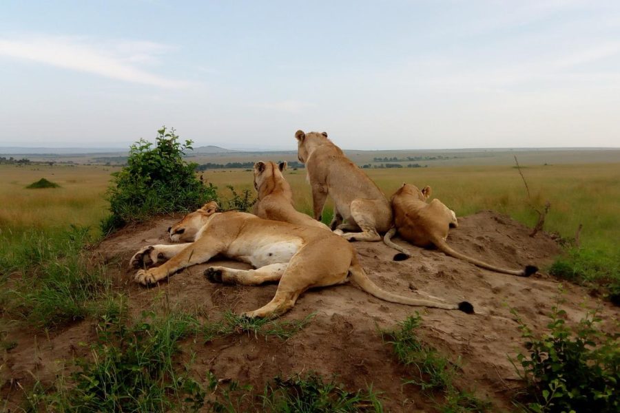 Nairobi National Park Day Tour