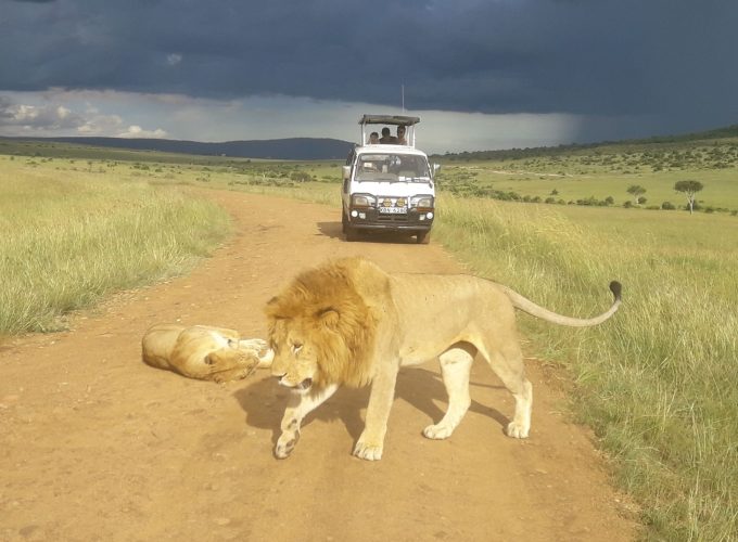 Experience the Untamed Beauty of Africa – Your Safari Adventure Awaits
