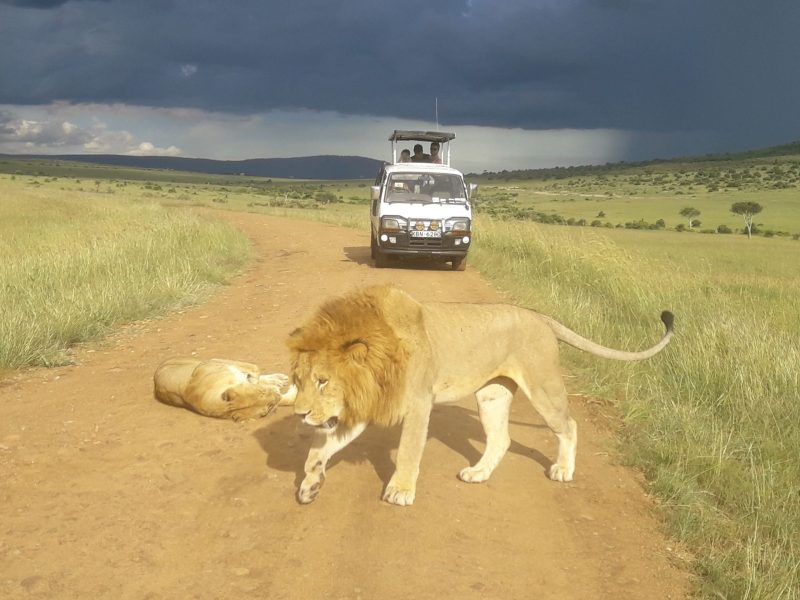 Experience the Untamed Beauty of Africa – Your Safari Adventure Awaits