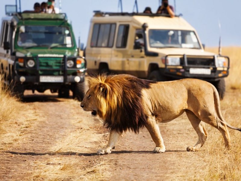 Great Tours and Safaris  In East Africa