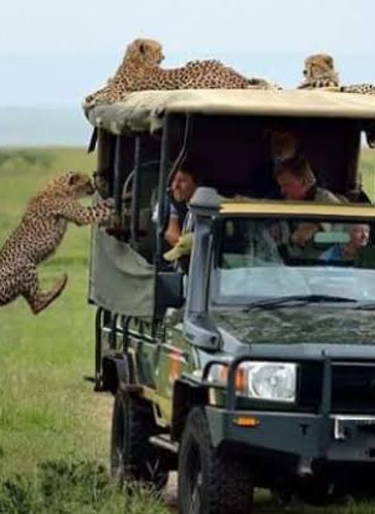 Experience the Untamed Beauty of Africa – Your Safari Adventure Awaits