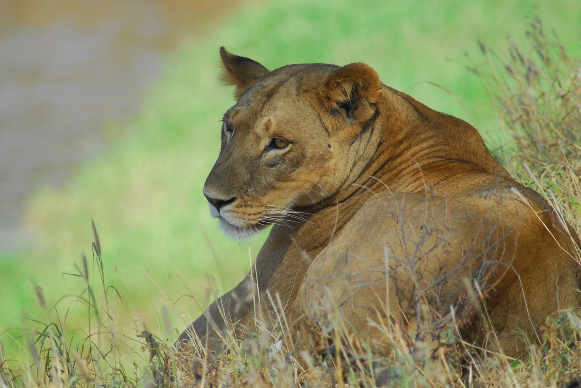 Discover the Magic of Kenya: Top 10 Most-Visited Tourist Destinations