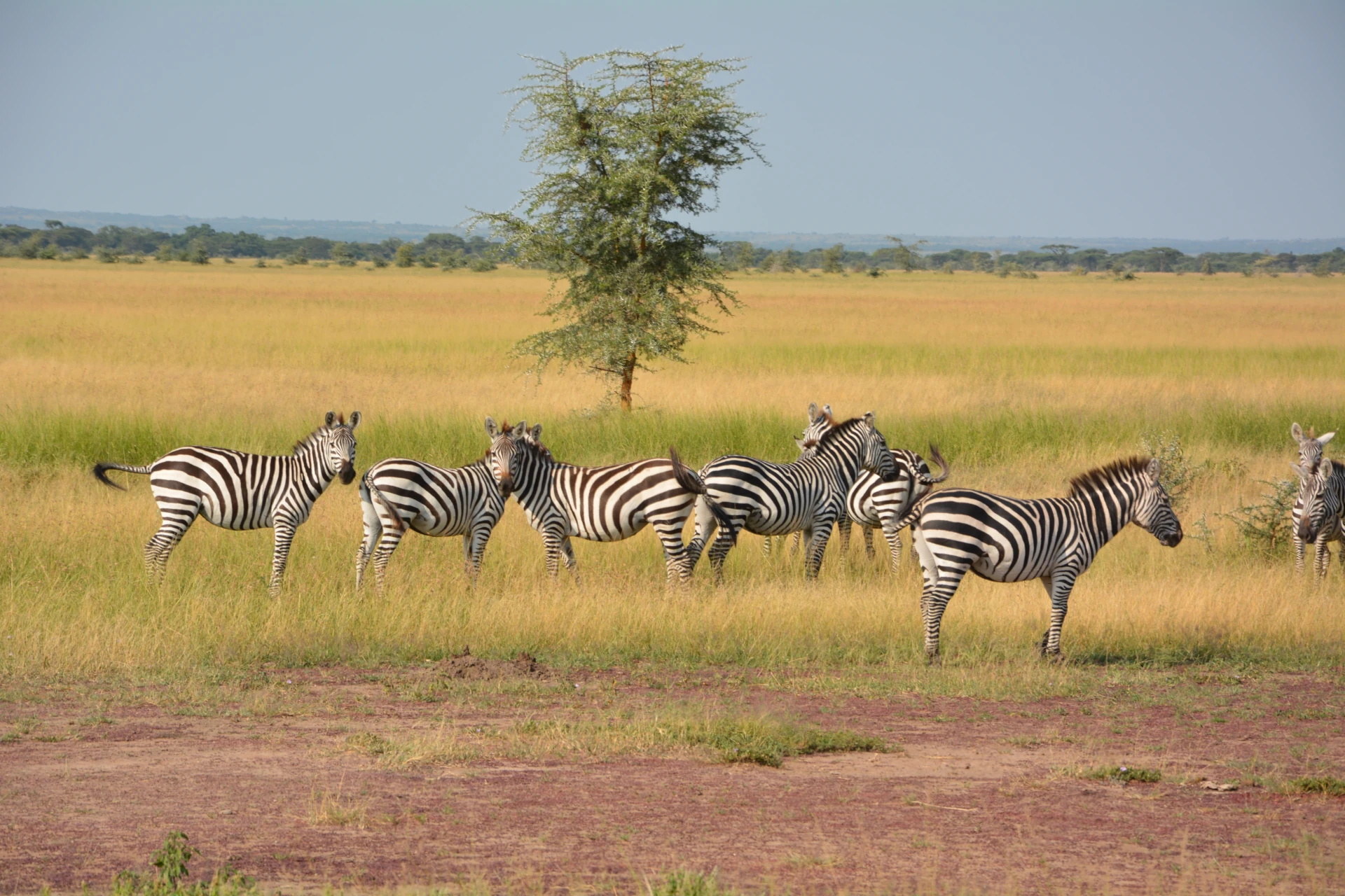 Into the Heart of the Wild: Exploring the Serengeti National Park
