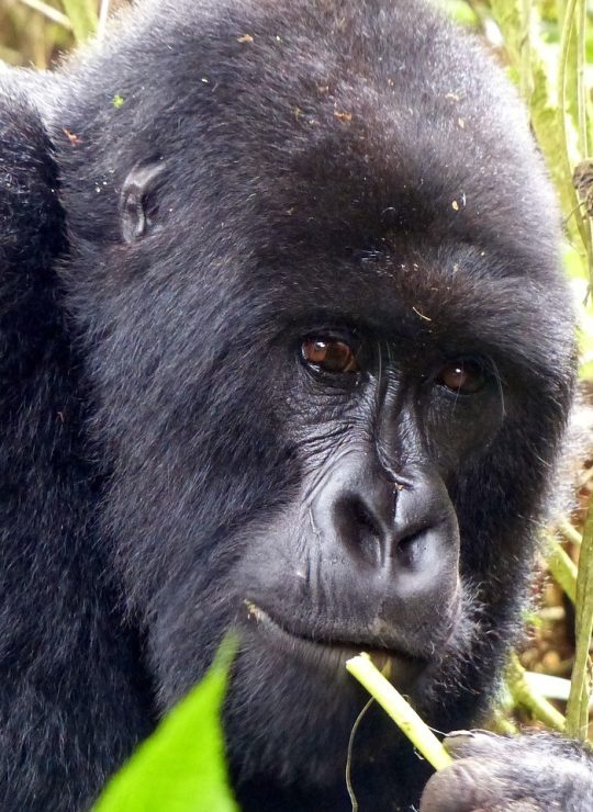 Experience the Untamed Beauty of Africa – Your Safari Adventure Awaits