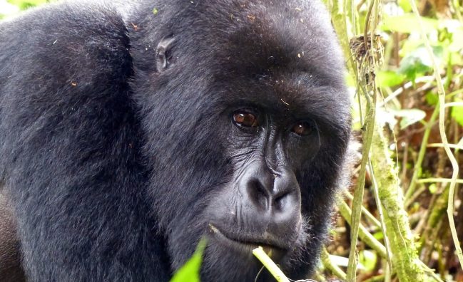 4 Day Bwindi Gorilla Trekking Safari