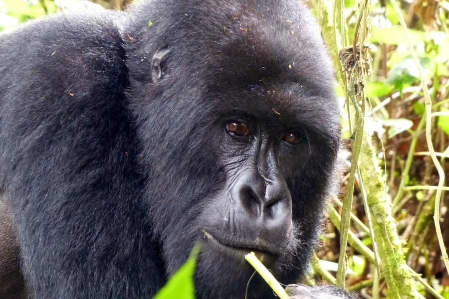 4 Day Bwindi Gorilla Trekking Safari