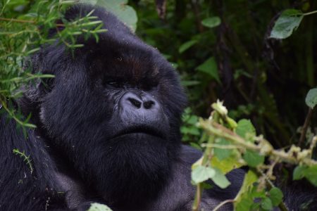Rwanda Gorilla Trekking Safari