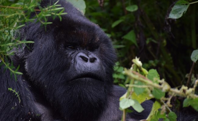 Rwanda Gorilla Trekking Safari