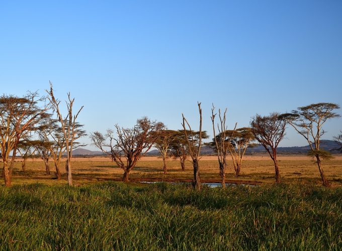 Experience the Untamed Beauty of Africa – Your Safari Adventure Awaits