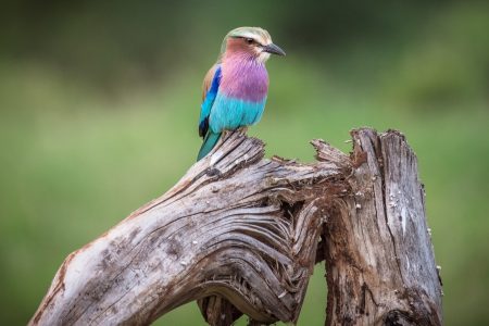 10 Day Kenya Birding Tour