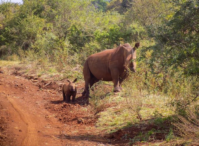 Experience the Untamed Beauty of Africa – Your Safari Adventure Awaits
