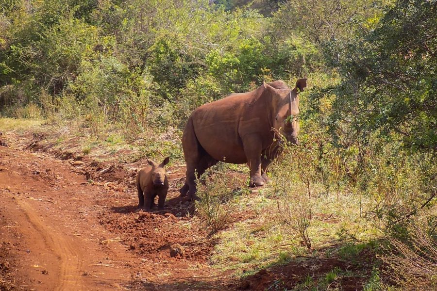 Luxury Meru National Park Safari