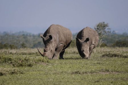 Ol Pejeta Day Trip from Nairobi